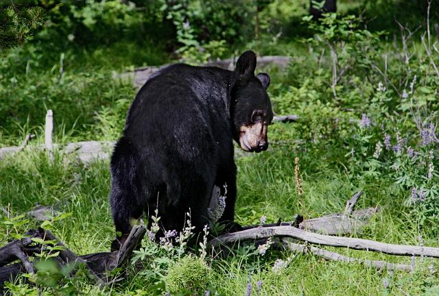 186 grand teton national park, zwarte beer.JPG